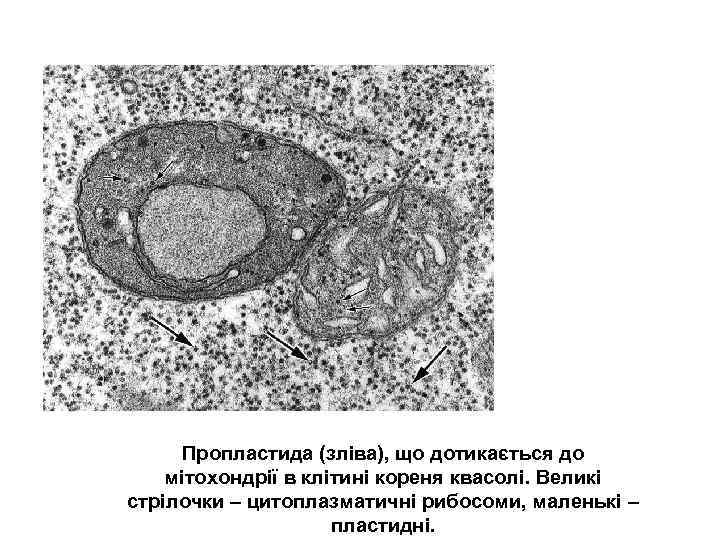 Пропластида (зліва), що дотикається до мітохондрії в клітині кореня квасолі. Великі стрілочки – цитоплазматичні