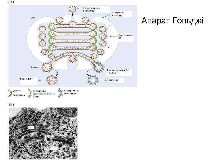 Апарат Гольджі 