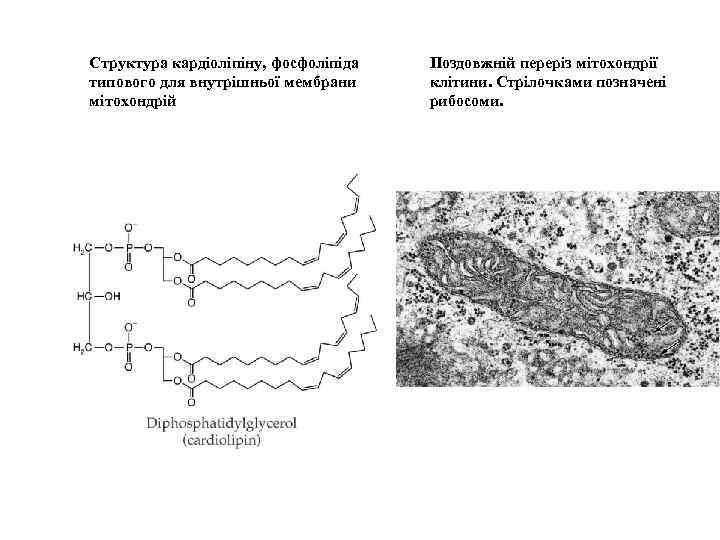 Структура кардіоліпіну, фосфоліпіда типового для внутрішньої мембрани мітохондрій Поздовжній переріз мітохондрії клітини. Стрілочками позначені