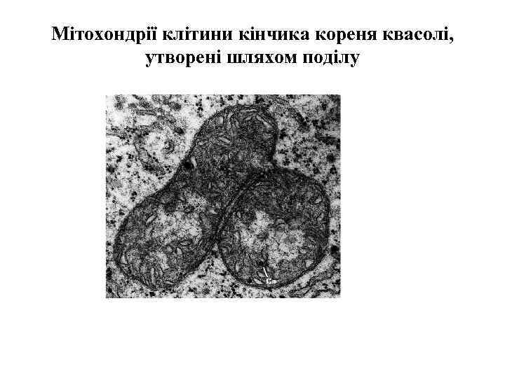 Мітохондрії клітини кінчика кореня квасолі, утворені шляхом поділу 