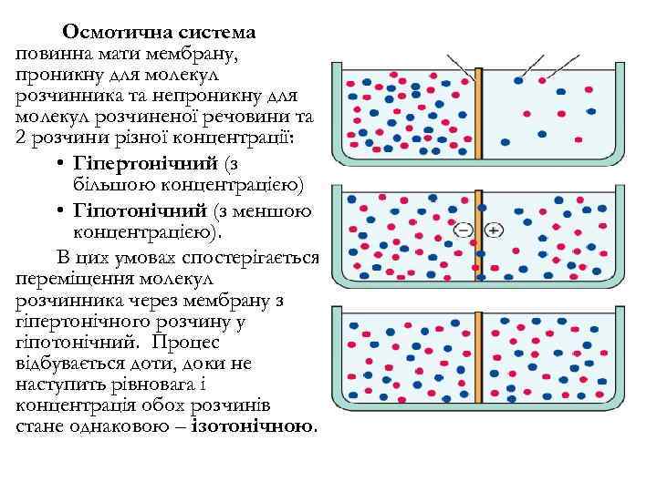 Осмотична система повинна мати мембрану, проникну для молекул розчинника та непроникну для молекул розчиненої