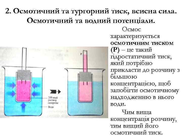 2. Осмотичний та тургорний тиск, всисна сила. Осмотичний та водний потенціали. Осмос характеризується осмотичним