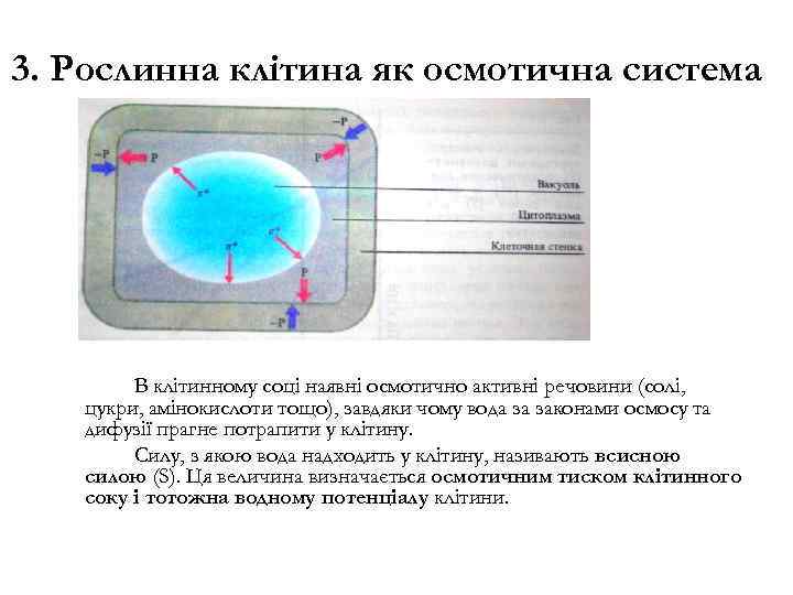 3. Рослинна клітина як осмотична система В клітинному соці наявні осмотично активні речовини (солі,