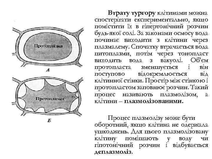 Втрату тургору клітинами можна спостерігати експериментально, якщо помістити їх в гіпертонічний розчин будь-якої солі.