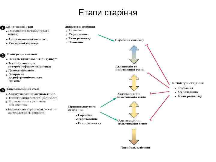 Етапи старіння 