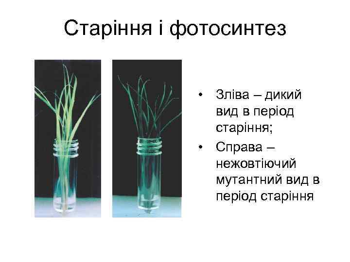 Старіння і фотосинтез • Зліва – дикий вид в період старіння; • Справа –