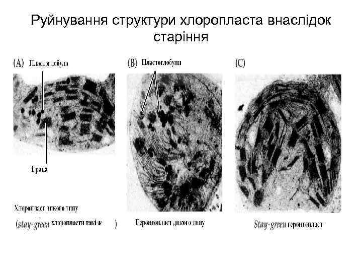 Руйнування структури хлоропласта внаслідок старіння 