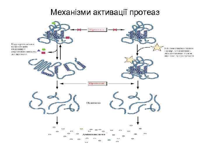 Механізми активації протеаз 