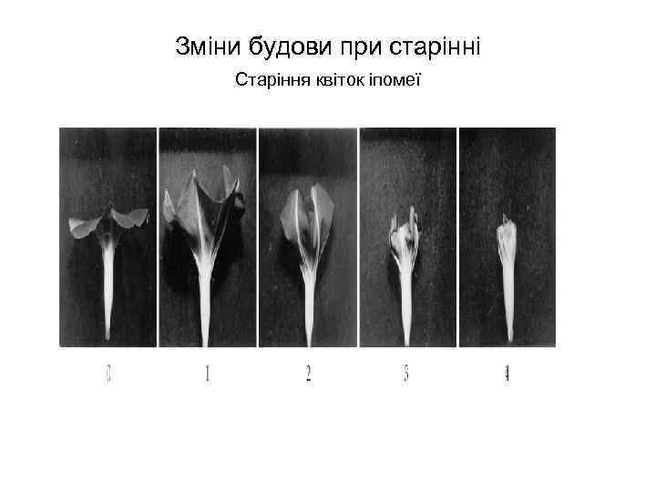 Зміни будови при старінні Старіння квіток іпомеї 