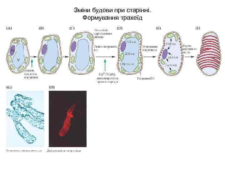 Зміни будови при старінні. Формування трахеїд 