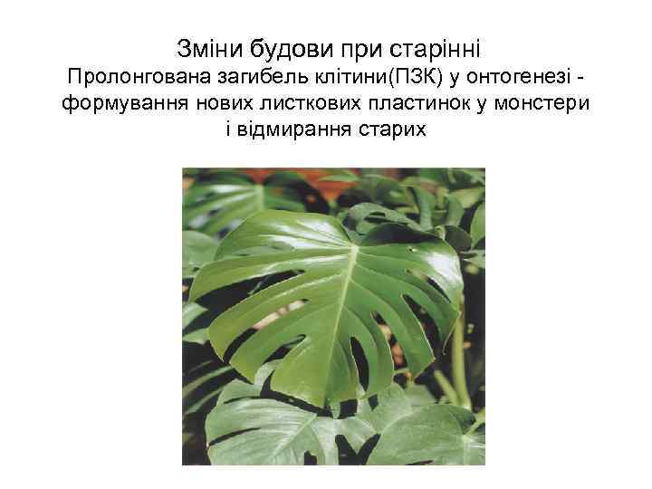 Зміни будови при старінні Пролонгована загибель клітини(ПЗК) у онтогенезі формування нових листкових пластинок у