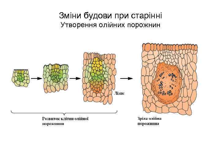 Зміни будови при старінні Утворення олійних порожнин 