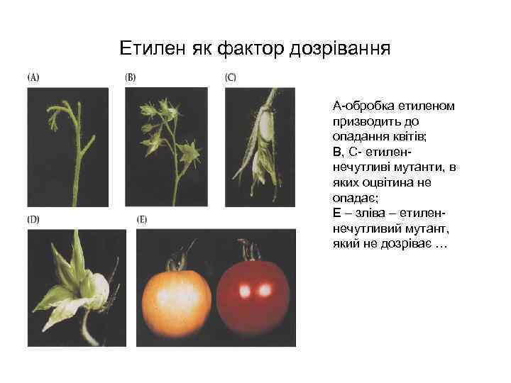 Етилен як фактор дозрівання А-обробка етиленом призводить до опадання квітів; В, С- етиленнечутливі мутанти,