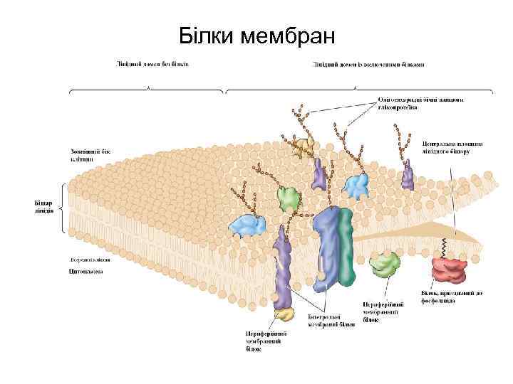 Білки мембран 