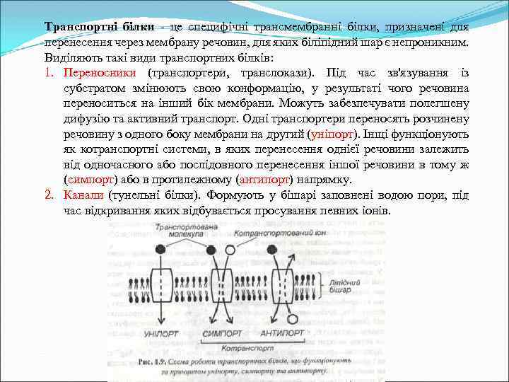Транспортні білки - це специфічні трансмембранні білки, призначені для перенесення через мембрану речовин, для