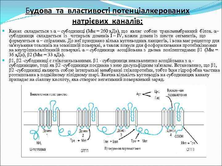 Будова та властивості потенціалкерованих натрієвих каналів; Канал складається з α – субодиниці (Мм =