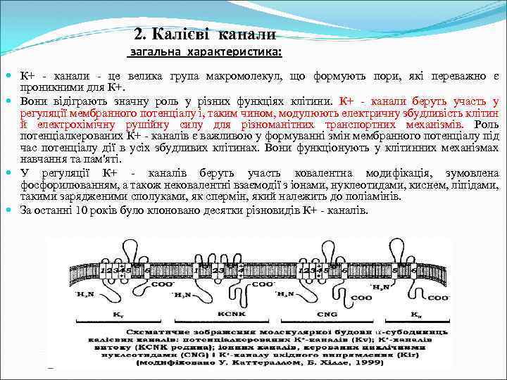 2. Калієві канали загальна характеристика: К+ - канали - це велика група макромолекул, що