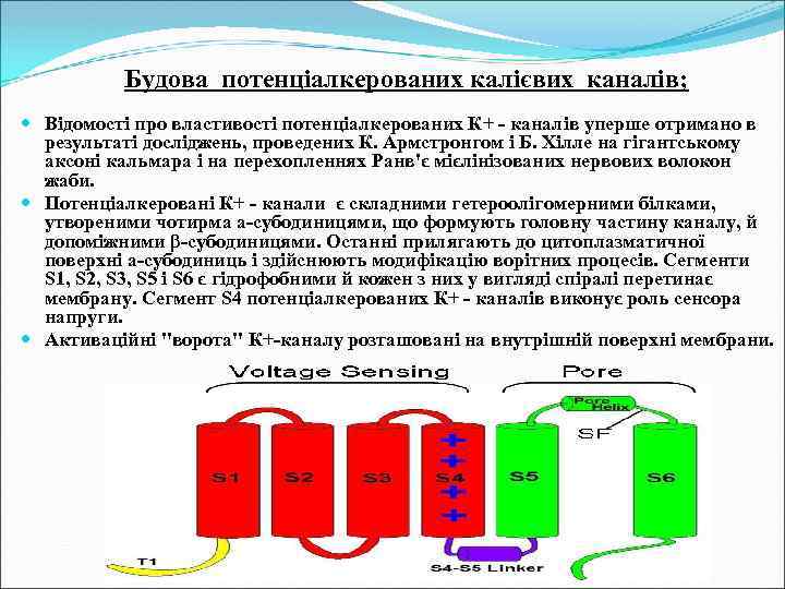 Будова потенціалкерованих калієвих каналів; Відомості про властивості потенціалкерованих К+ - каналів уперше отримано в