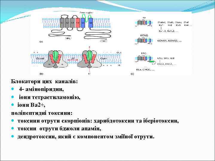 Блокатори цих каналів: 4 - амінопіридин, іони тетраетиламонію, іони Ва 2+, поліпептидні токсини: токсини