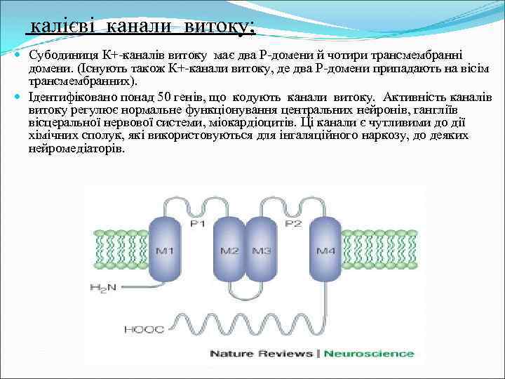 калієві канали витоку; Субодиниця К+-каналів витоку має два Р-домени й чотири трансмембранні домени. (Існують