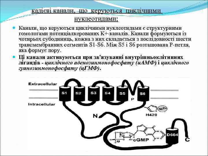 калієві канали, що керуються циклічними нуклеотидами; Канали, що керуються циклічними нуклеотидами є структурними гомологами