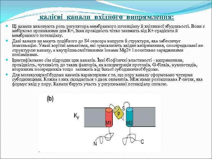 калієві канали вхідного випрямлення: Ці канали виконують роль регулятора мембранного потенціалу й клітинної збудливості.