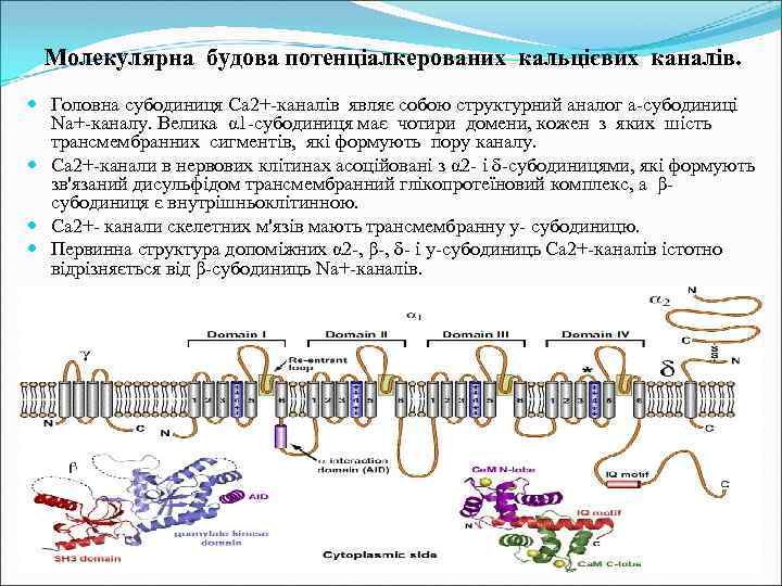 Молекулярна будова потенціалкерованих кальцієвих каналів. Головна субодиниця Са 2+-каналів являє собою структурний аналог а-субодиниці