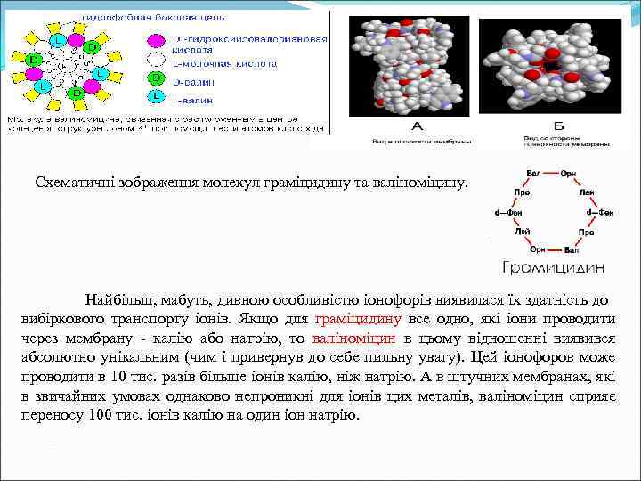 Схематичні зображення молекул граміцидину та валіноміцину. Найбільш, мабуть, дивною особливістю іонофорів виявилася їх здатність