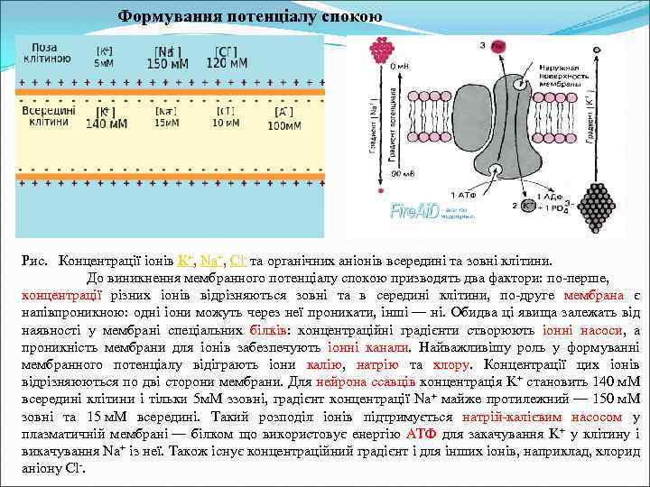 Формування потенціалу спокою Рис. Концентрації іонів K+, Na+, Cl- та органічних аніонів всередині та