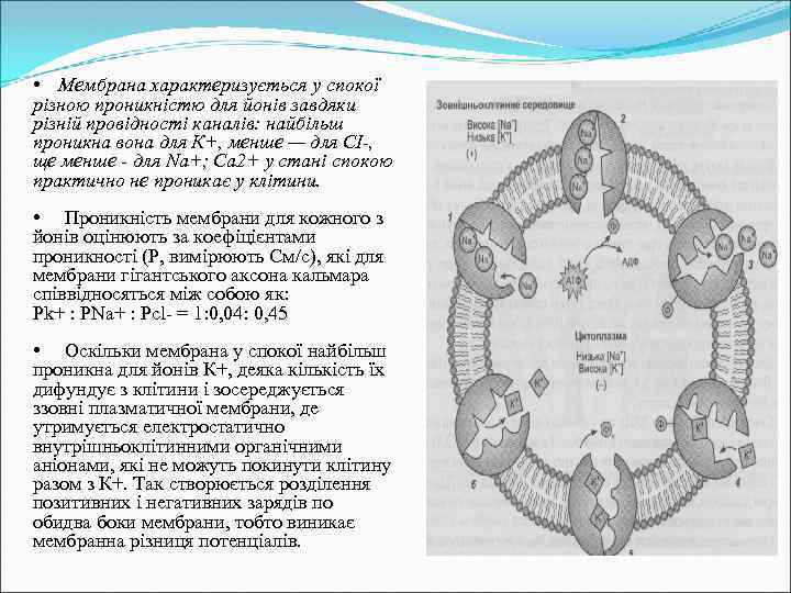  • Мембрана характеризується у спокої різною проникністю для йонів завдяки різній провідності каналів: