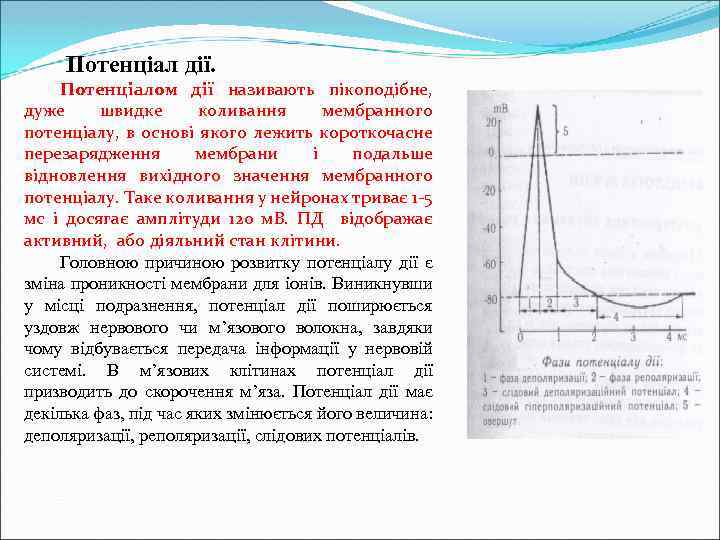  Потенціал дії. Потенціалом дії називають пікоподібне, дуже швидке коливання мембранного потенціалу, в основі