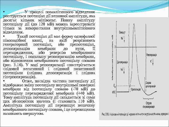  • У процесі позаклітинного відведення реєструється потенціал дії неповної амплітуди, яка досягає кількох