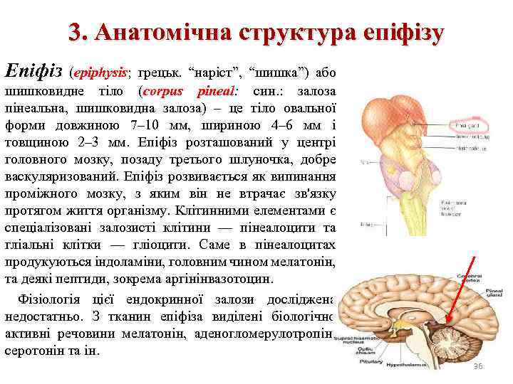 3. Анатомічна структура епіфізу Епіфіз (epiphysis; грецьк. “наріст”, “шишка”) або шишковидне тіло (corpus pineal: