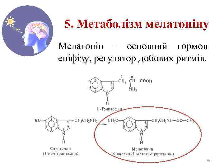 5. Метаболізм мелатоніну Мелатонін - основний гормон епіфізу, регулятор добових ритмів. 42 