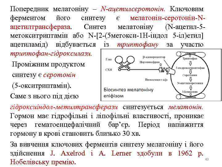 Попередник мелатоніну – N-ацетилсеротонін. Ключовим ферментом його синтезу є мелатонін-серотонін-Nацетилтрансфераза. Синтез мелатоніну (N-ацетил-5 метокситриптамін