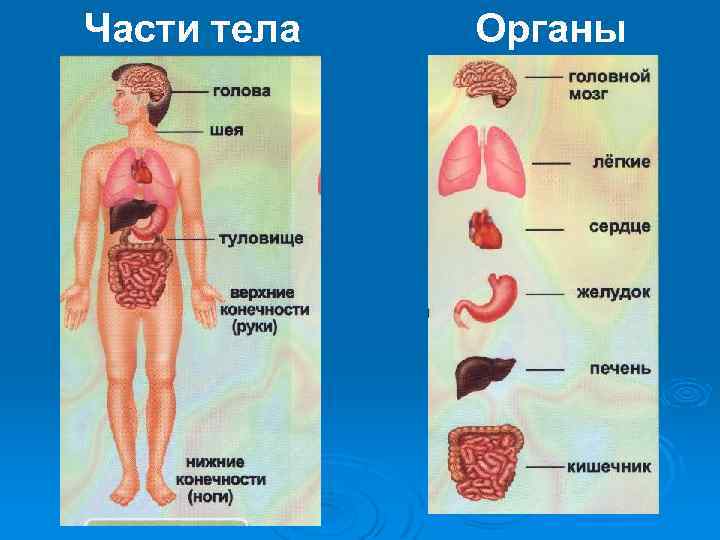 Части тела Органы 