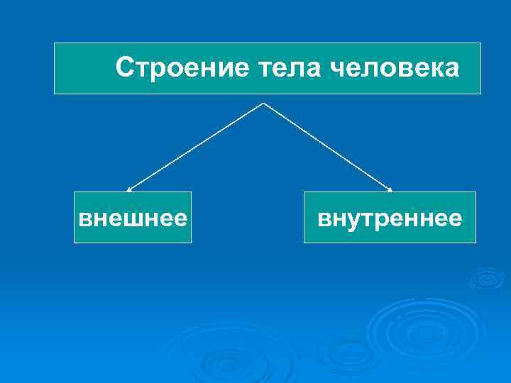 Строение тела человека внешнее внутреннее 