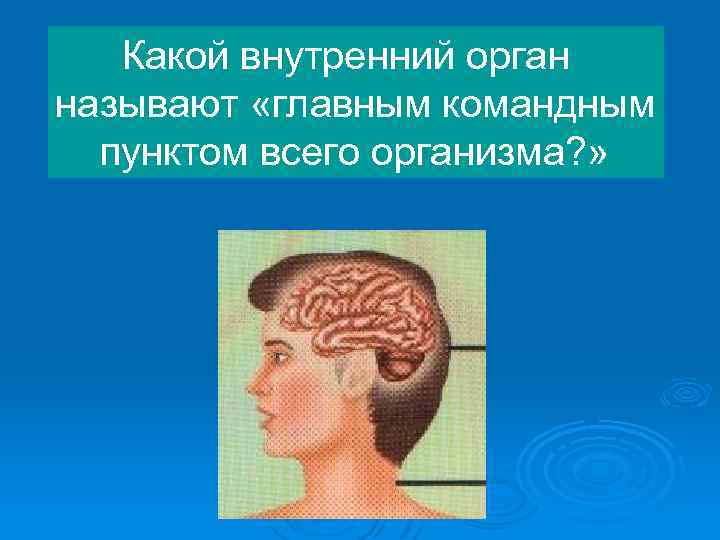 Какой внутренний орган называют «главным командным пунктом всего организма? » 