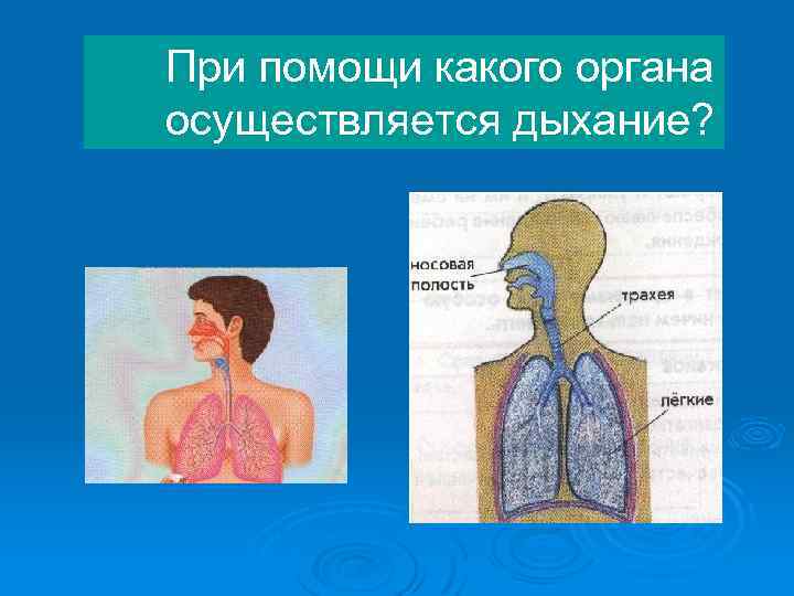 При помощи какого органа осуществляется дыхание? 