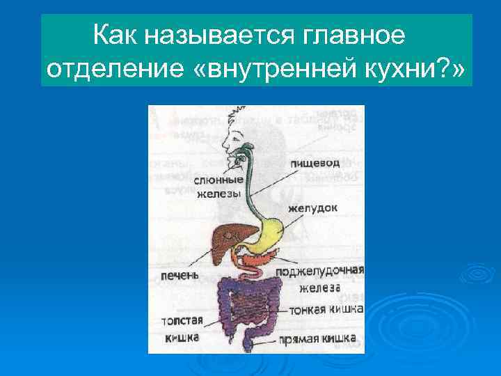 Как называется главное отделение «внутренней кухни? » 