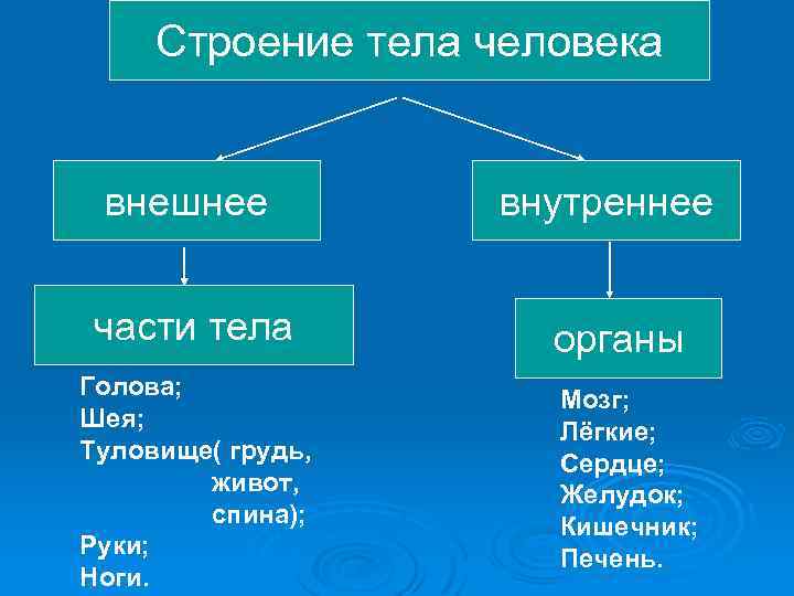 Строение тела человека внешнее части тела Голова; Шея; Туловище( грудь, живот, спина); Руки; Ноги.