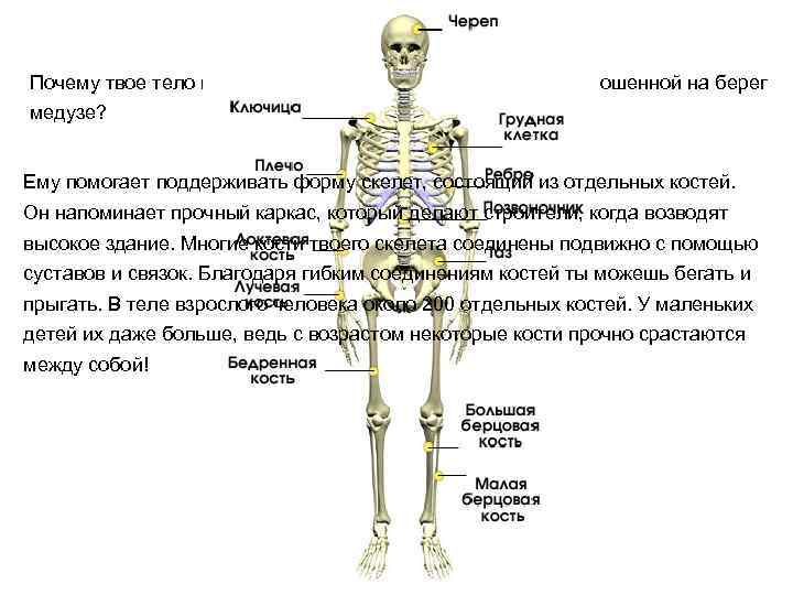 Почему твое тело не расплывается в лепешку, подобно выброшенной на берег медузе? Ему помогает