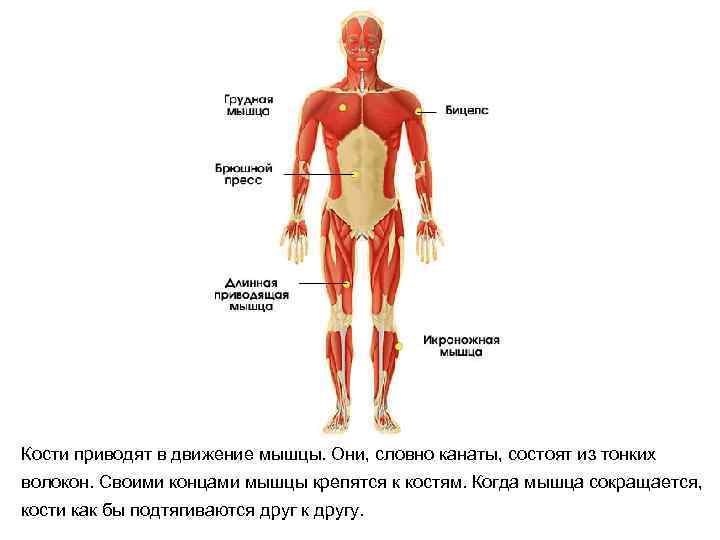 Кости приводят в движение мышцы. Они, словно канаты, состоят из тонких волокон. Своими концами