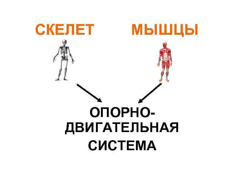 СКЕЛЕТ МЫШЦЫ ОПОРНОДВИГАТЕЛЬНАЯ СИСТЕМА 