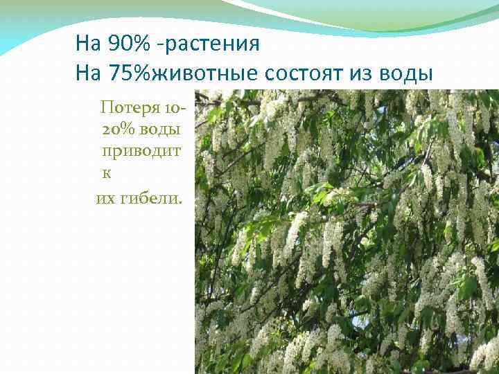 На 90% -растения На 75%животные состоят из воды Потеря 1020% воды приводит к их