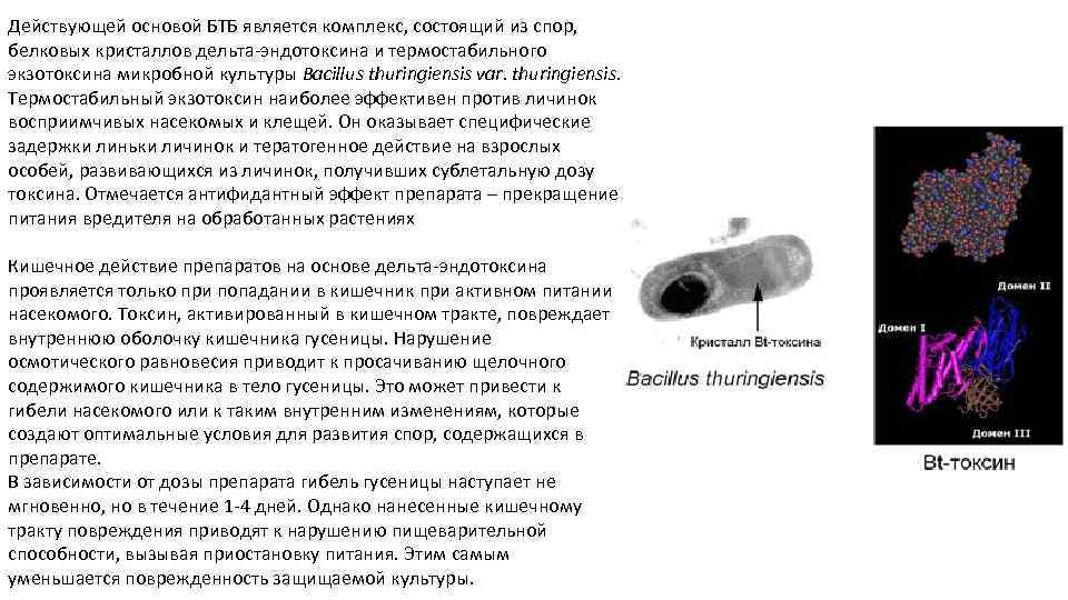 Действующей основой БТБ является комплекс, состоящий из спор, белковых кристаллов дельта-эндотоксина и термостабильного экзотоксина