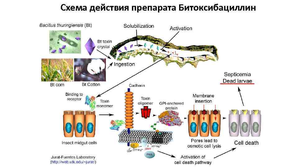 Схема действия препарата Битоксибациллин 