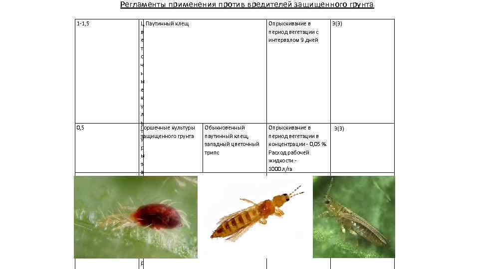 Регламенты применения против вредителей защищенного грунта 1 -1, 5 0, 5 Ц Паутинный клещ