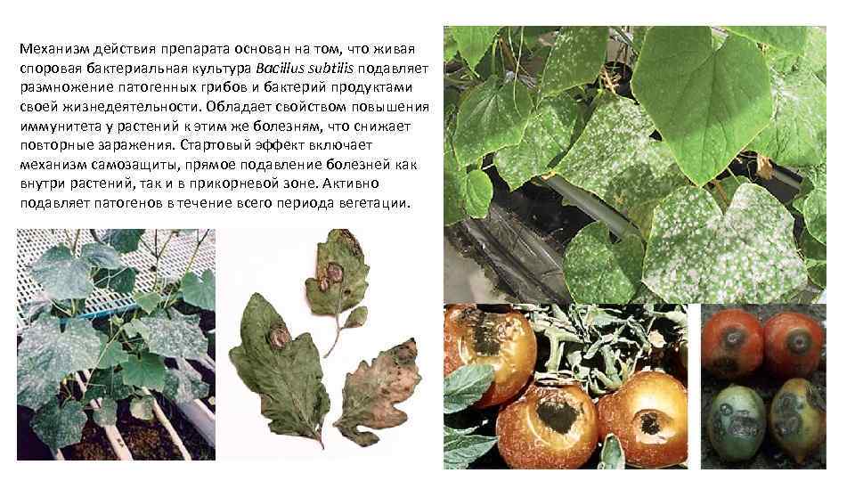 Механизм действия препарата основан на том, что живая споровая бактериальная культура Bacillus subtilis подавляет