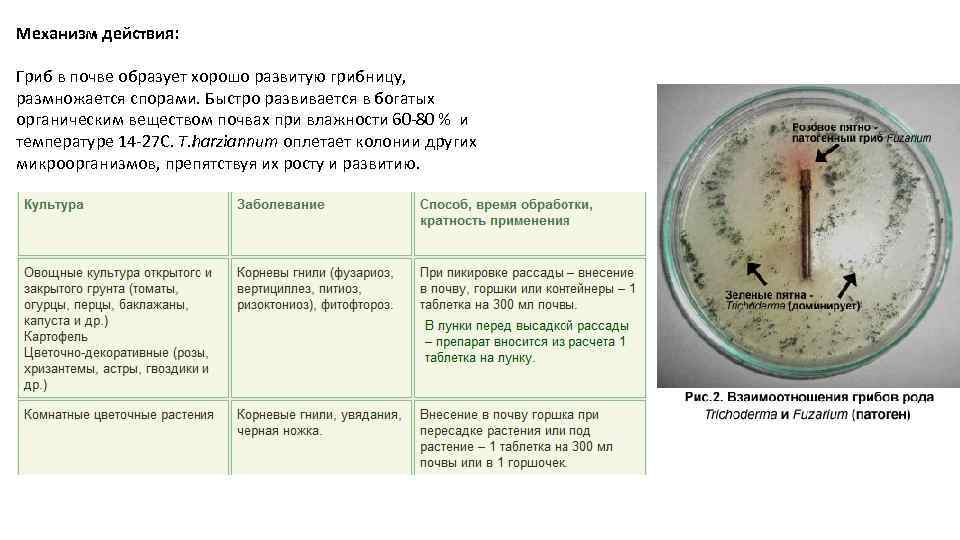 Механизм действия: Гриб в почве образует хорошо развитую грибницу, размножается спорами. Быстро развивается в